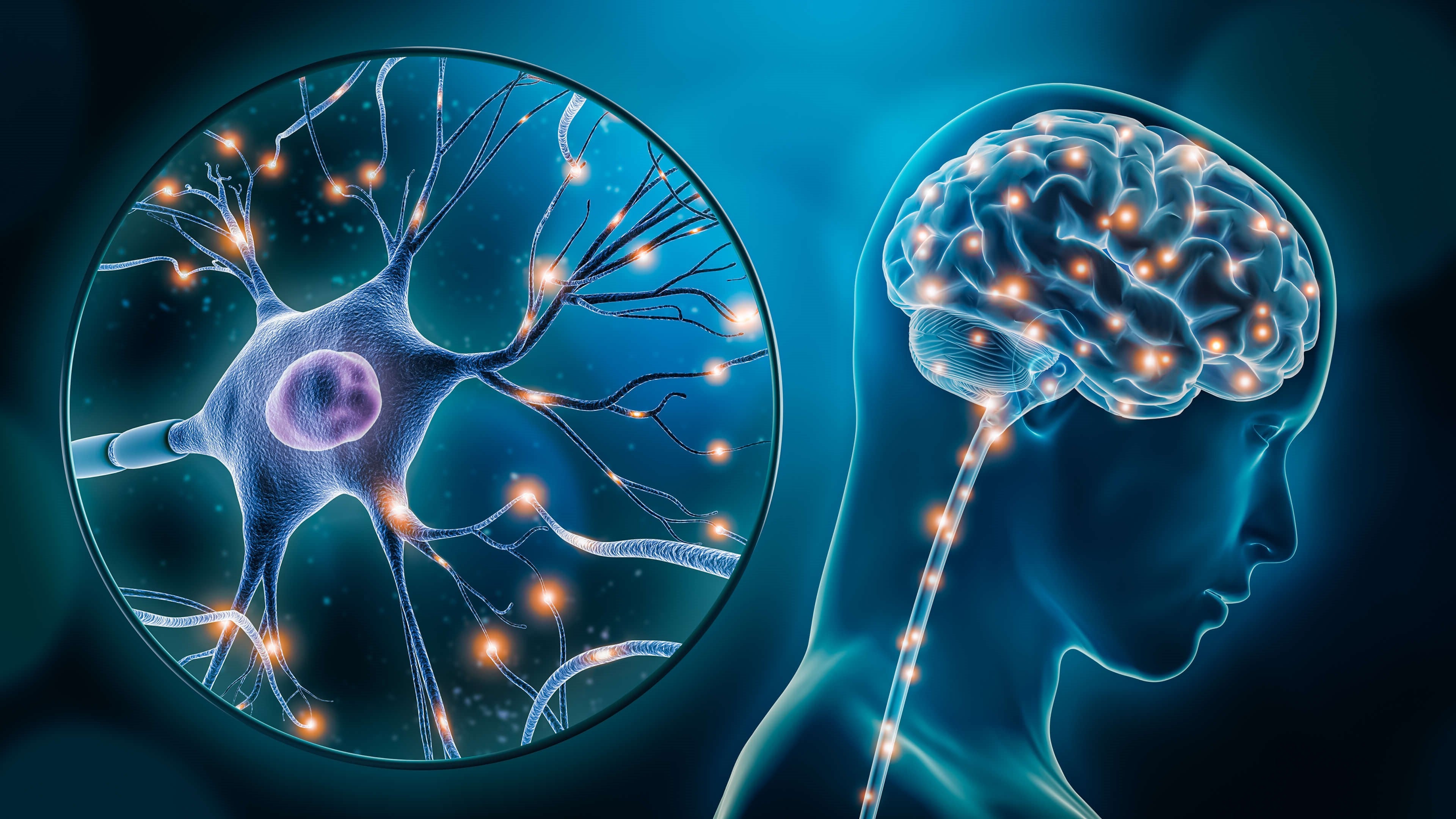 脳科学、心理学、癒し、研究